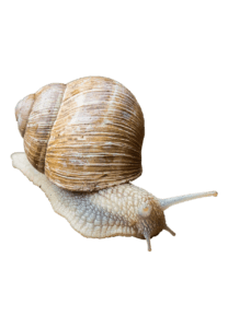 snail mucin skin care products