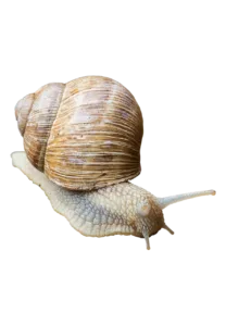 snail mucin