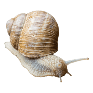 snail mucin skin care products