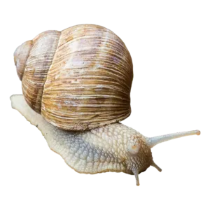 snail mucin skin care products