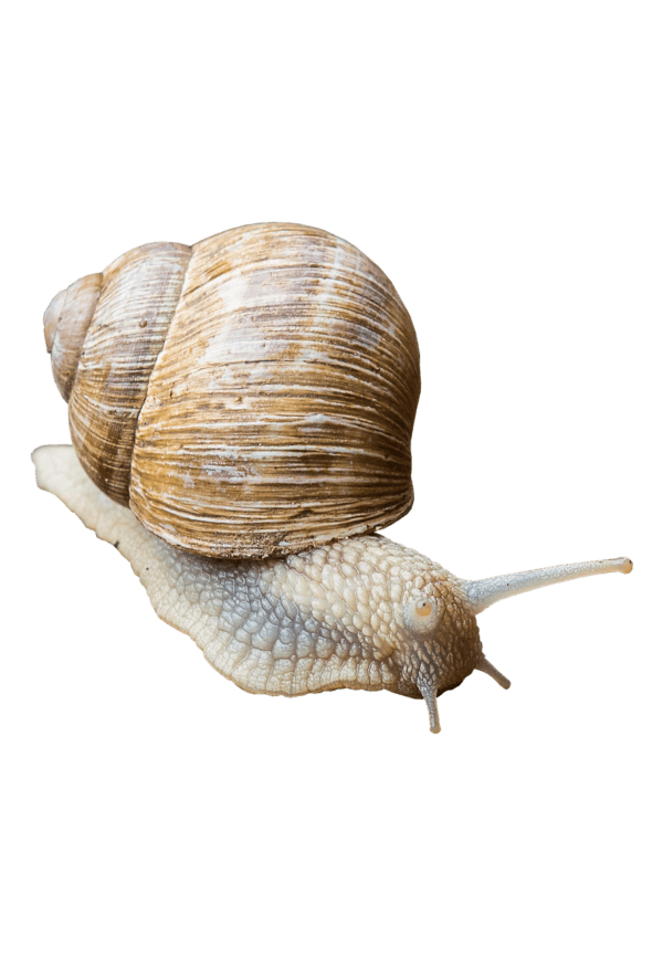 snail mucin skin care products