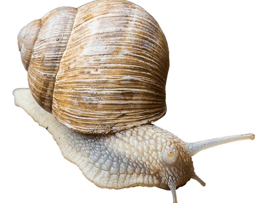 snail mucin skin care products